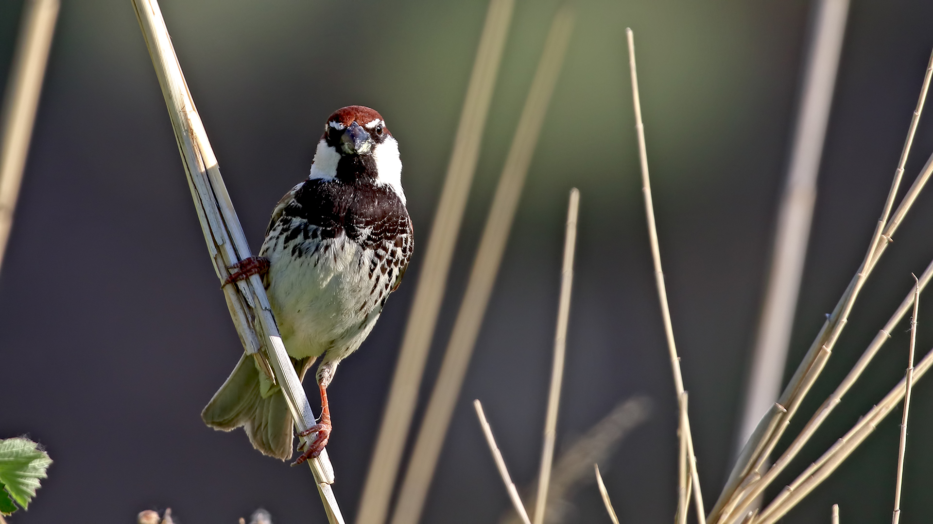 Spanish Sparrow