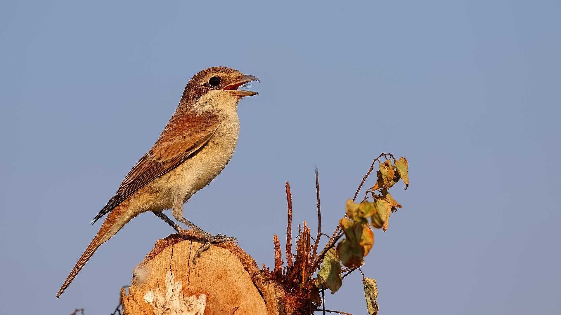 Red-backed Shrike