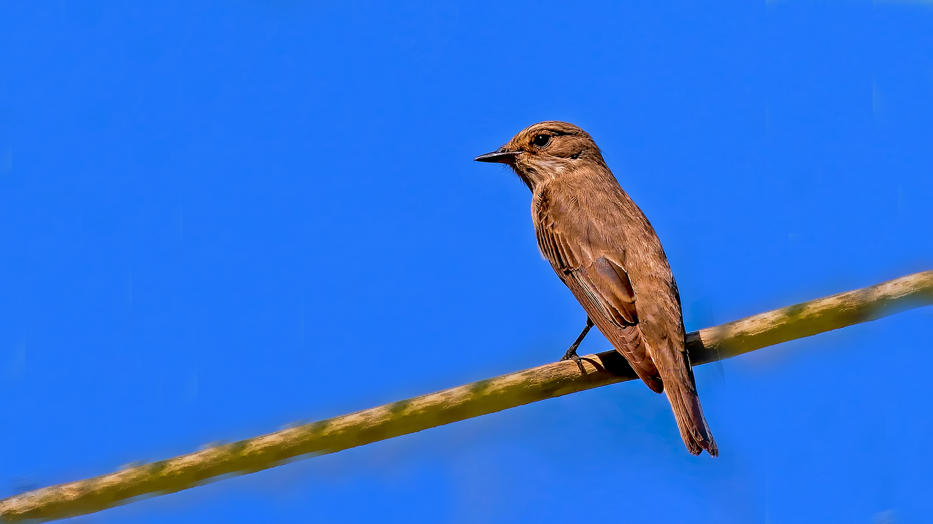 Spotted Flycatcher