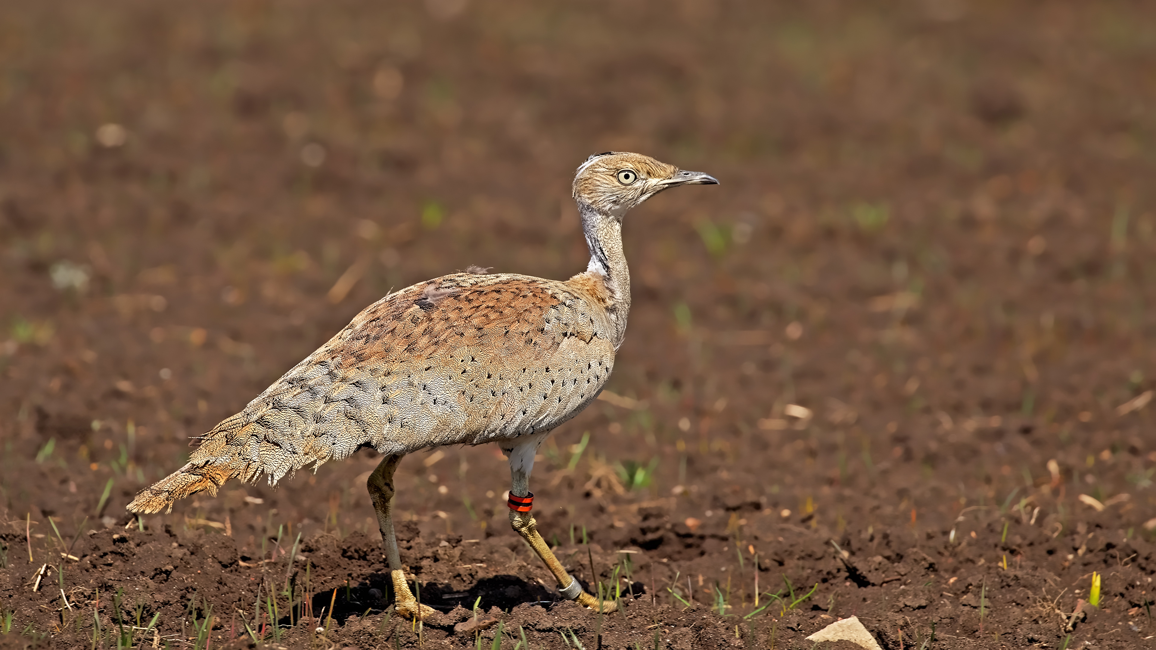 Macqueen's Bustard
