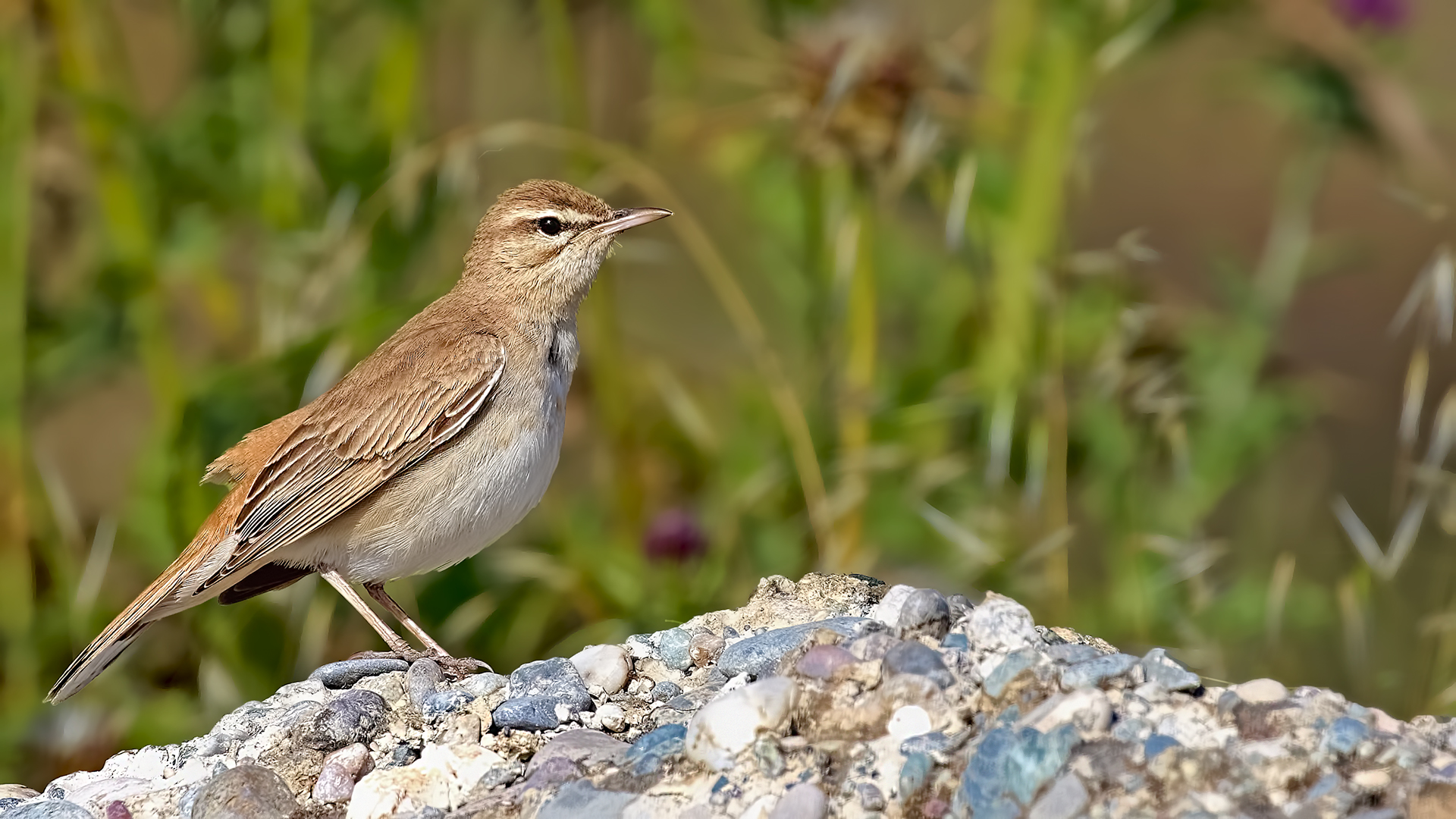 Rufous-tailed Scrub-Robin