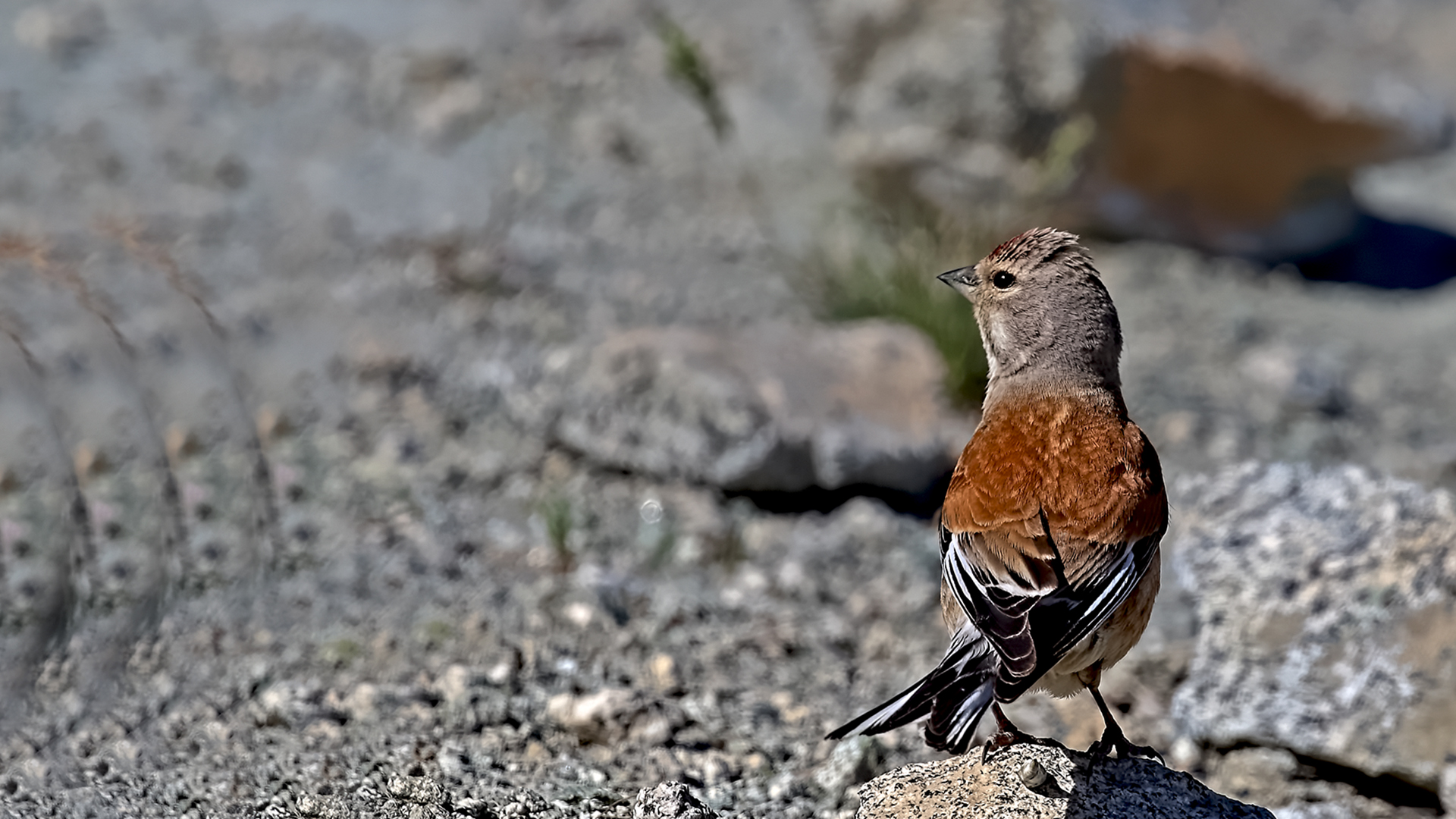 Eurasian Linnet