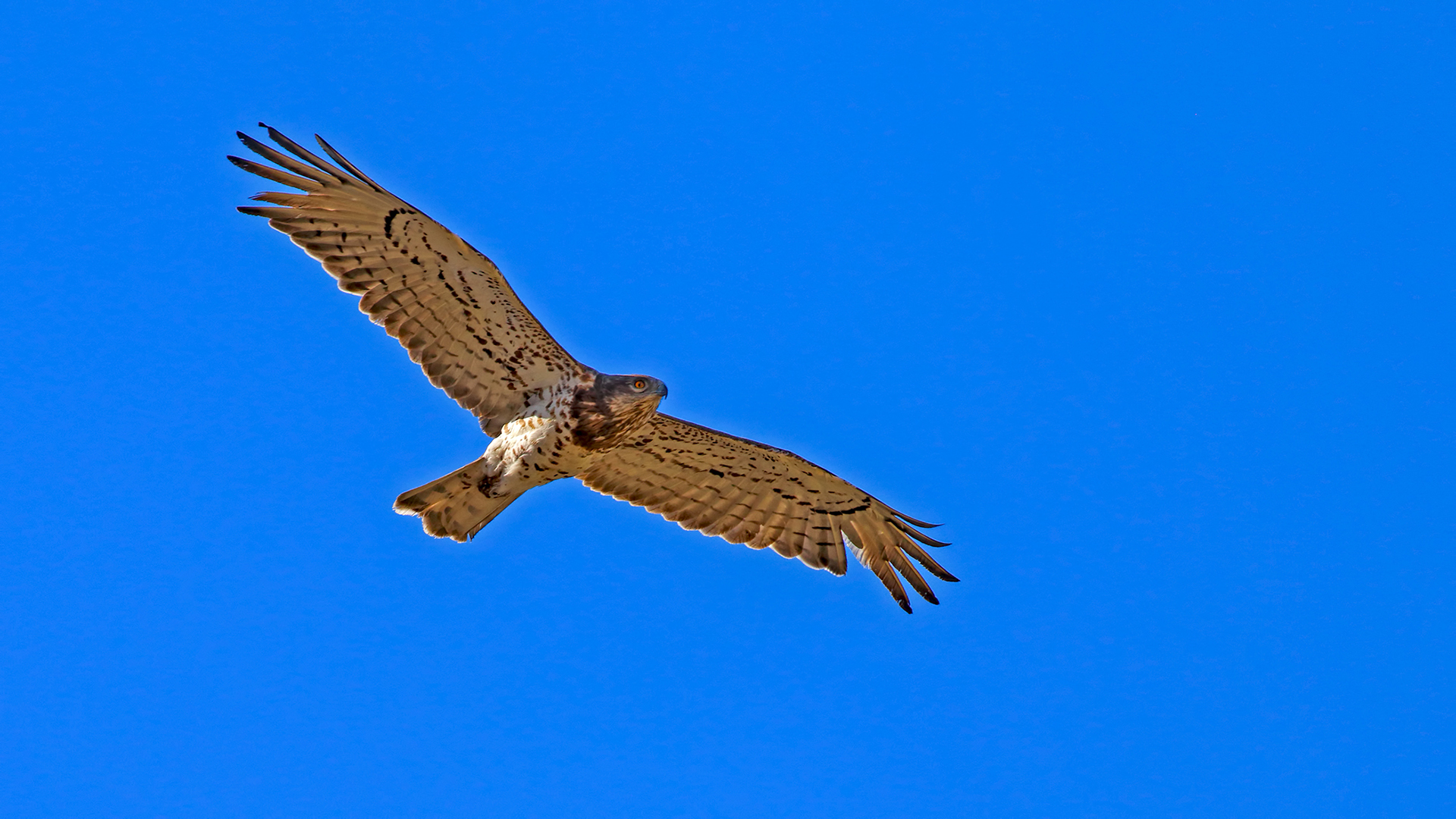 Short-toed Snake-Eagle