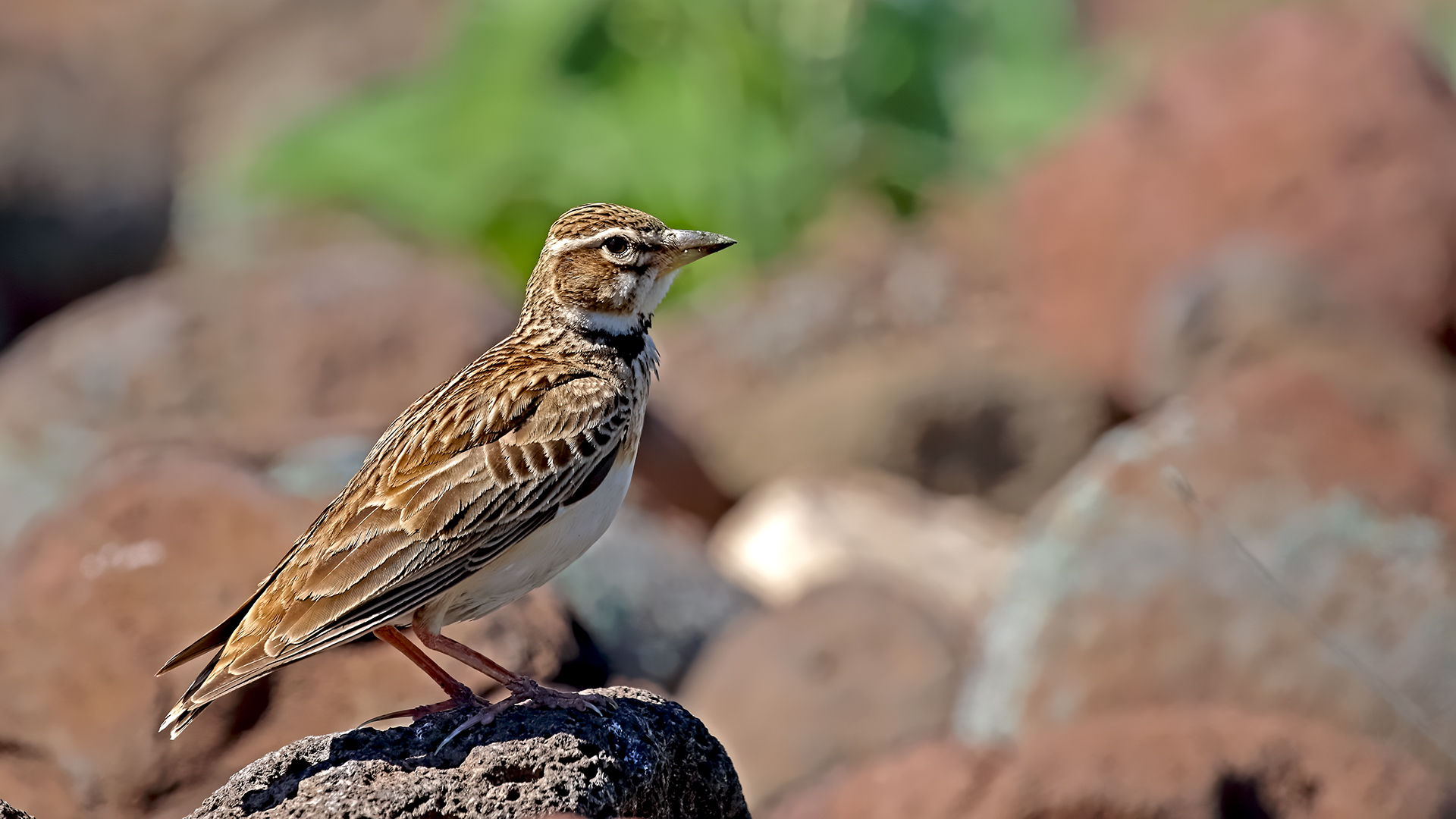 Bimaculated Lark