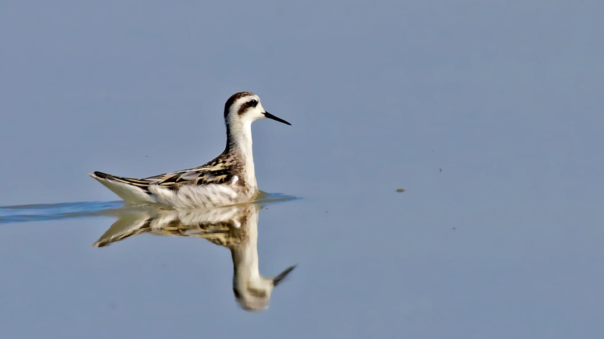 Red-necked Phalarope — Ana fotoğraf
