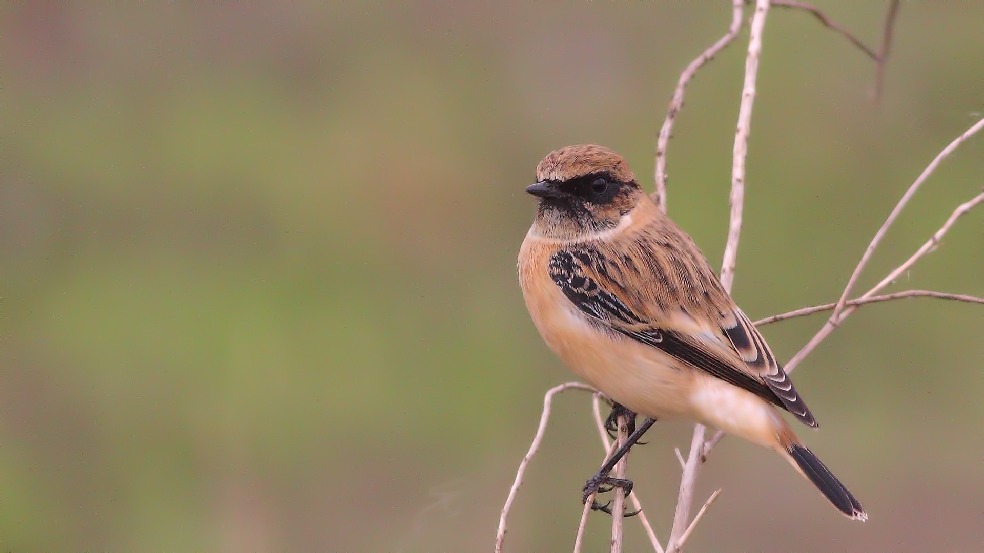 Siberian Stonechat