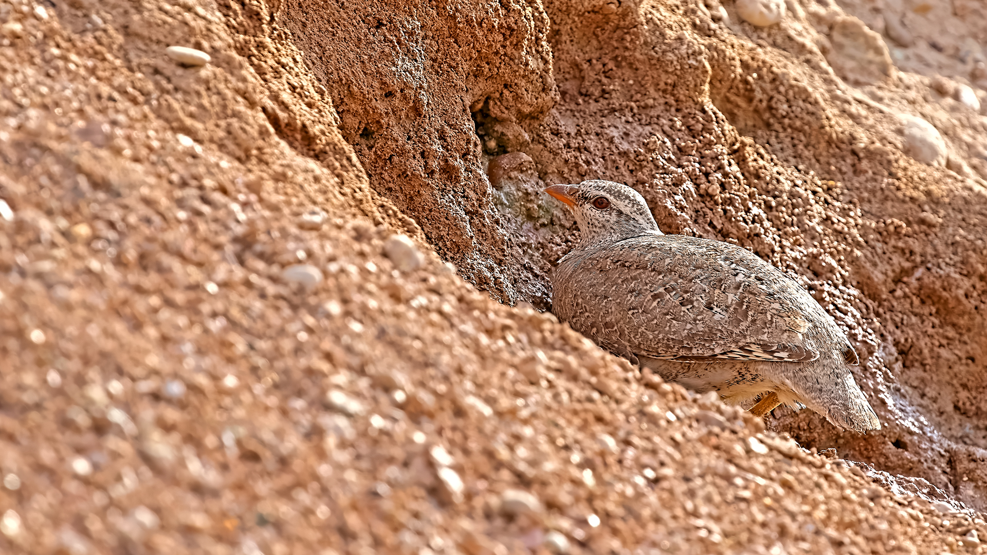 See-see Partridge