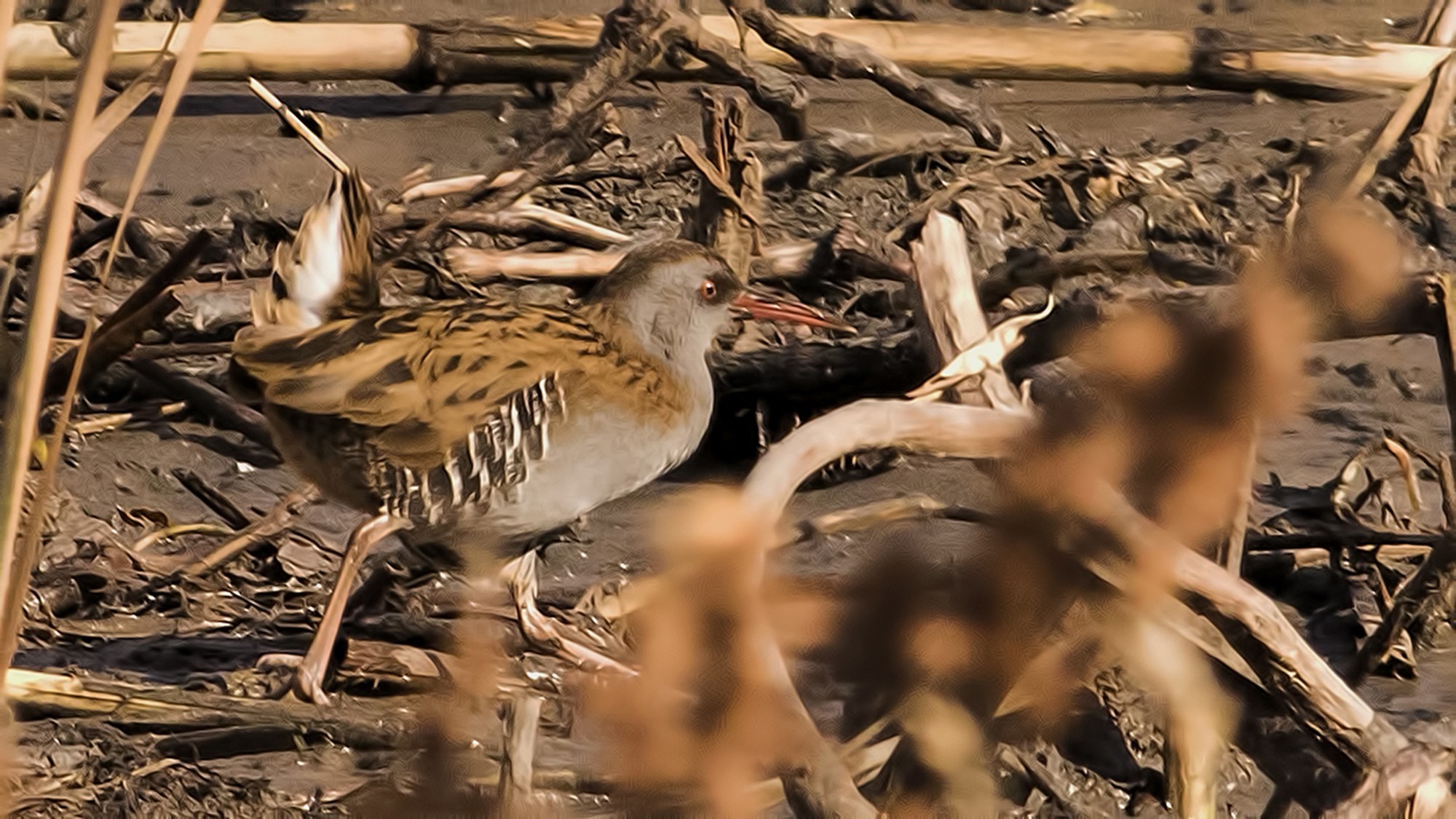 Water Rail — Ana fotoğraf