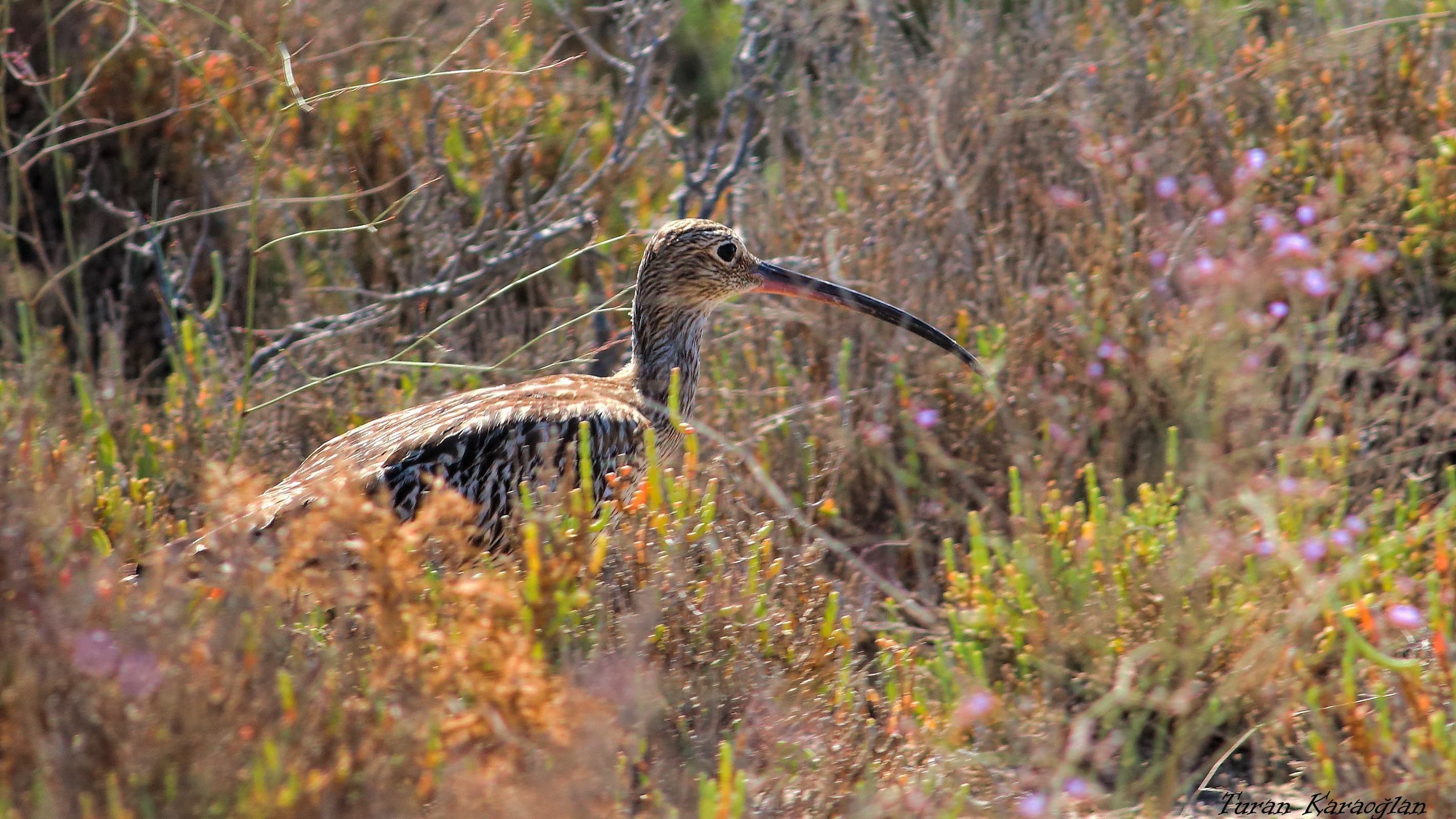 Whimbrel