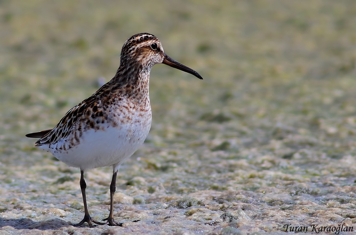 Broad-billed Sandpiper — Ana fotoğraf
