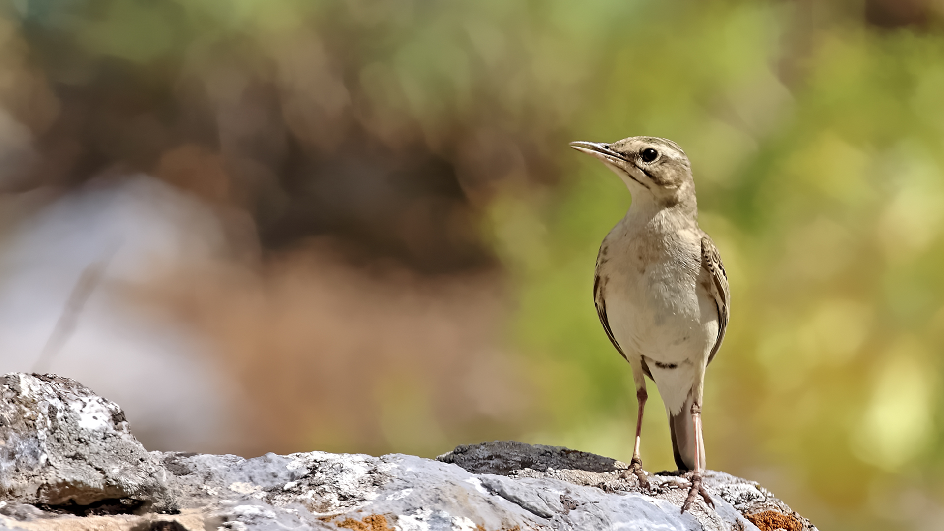 Tawny Pipit