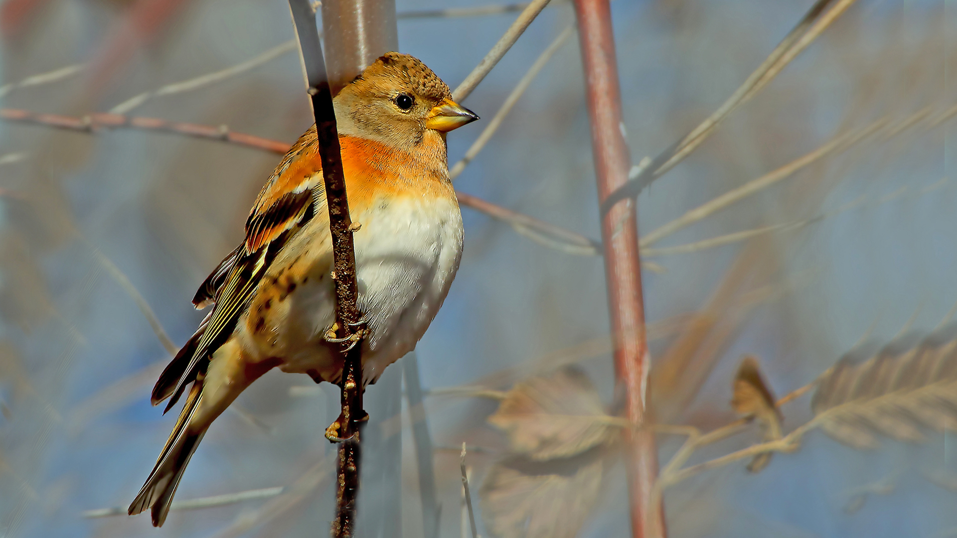 Brambling