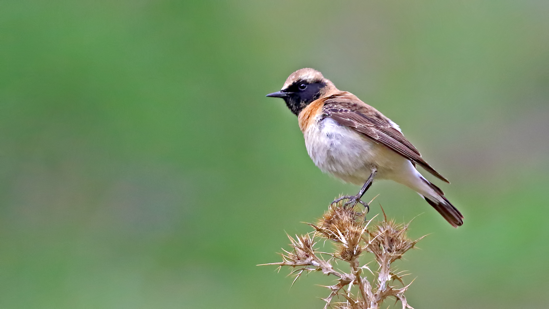 Black-eared Wheatear