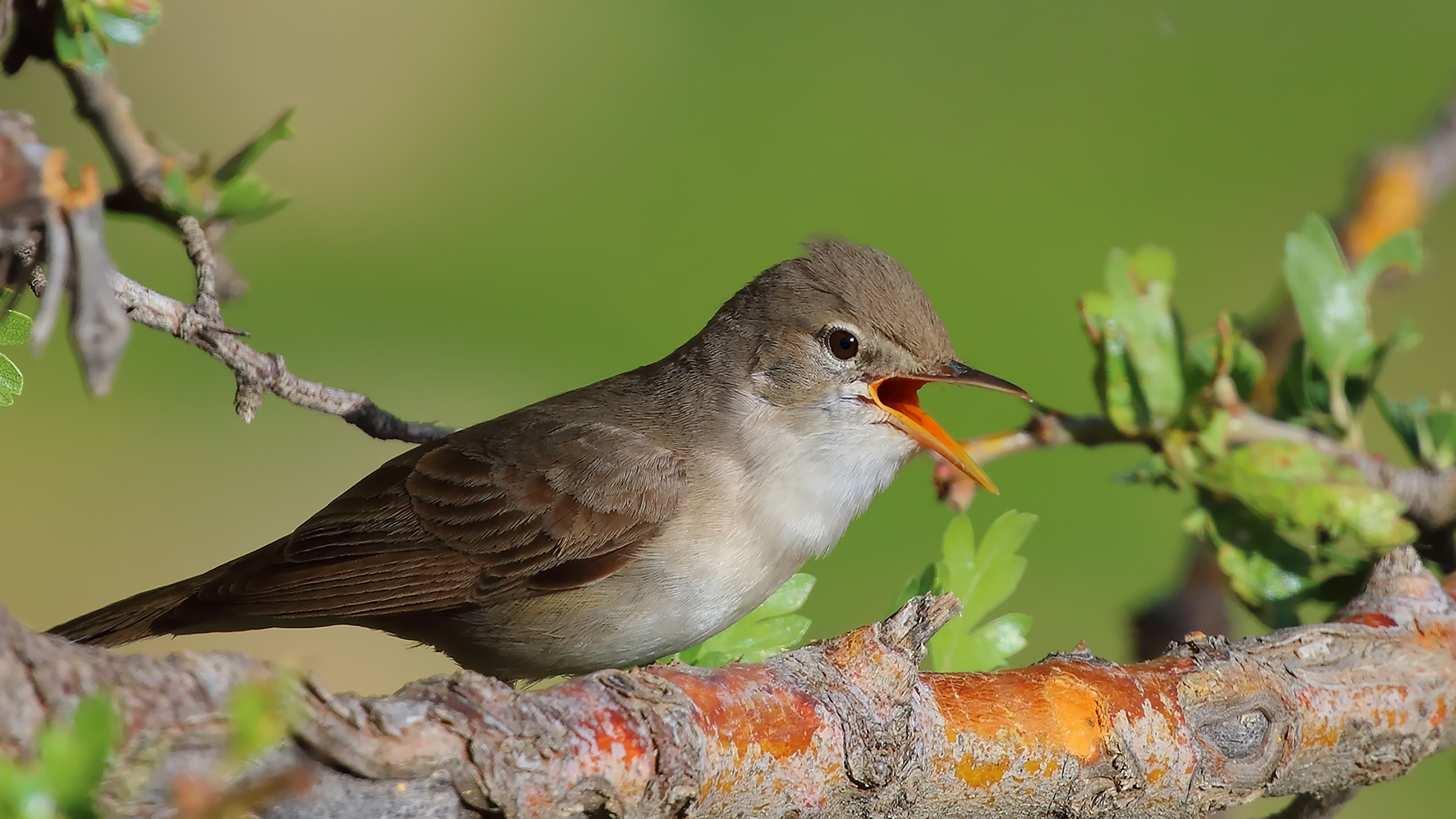 Upcher's Warbler