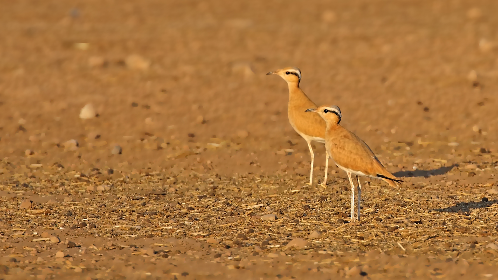 Cream-colored Courser