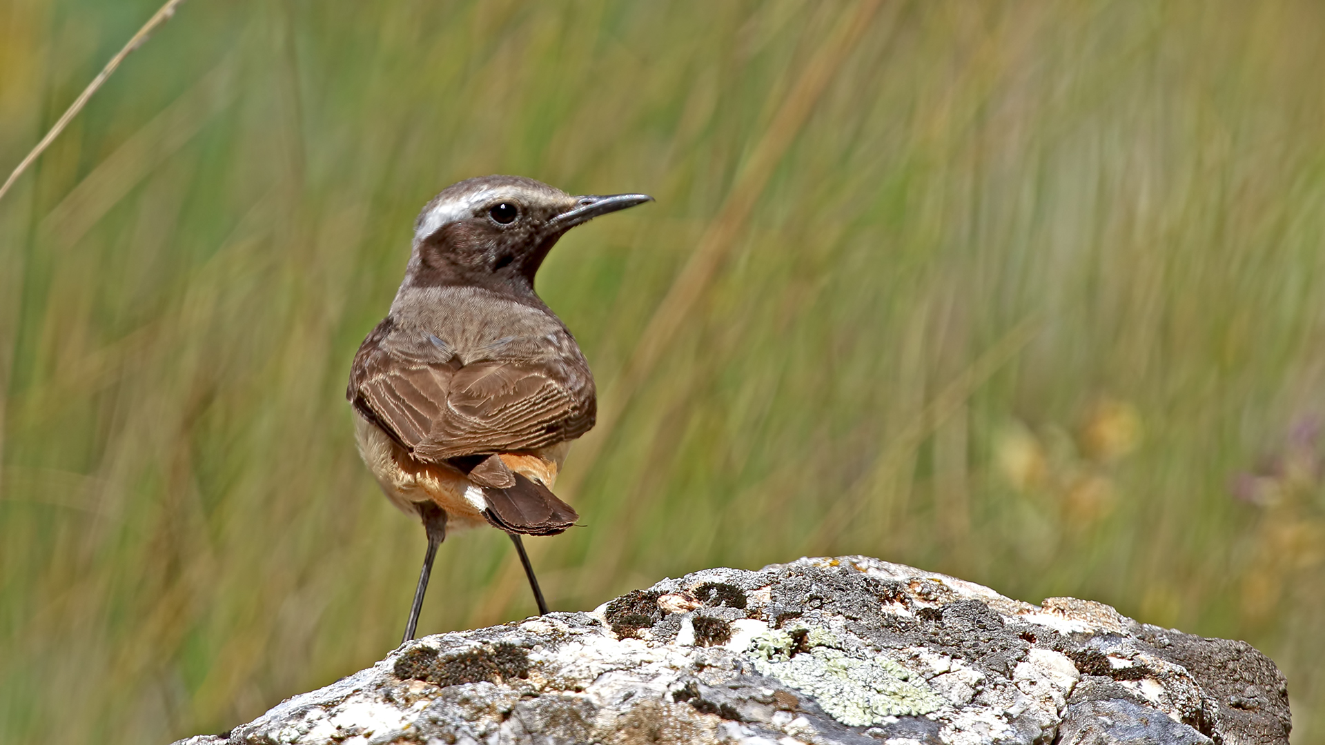 Kurdish Wheatear