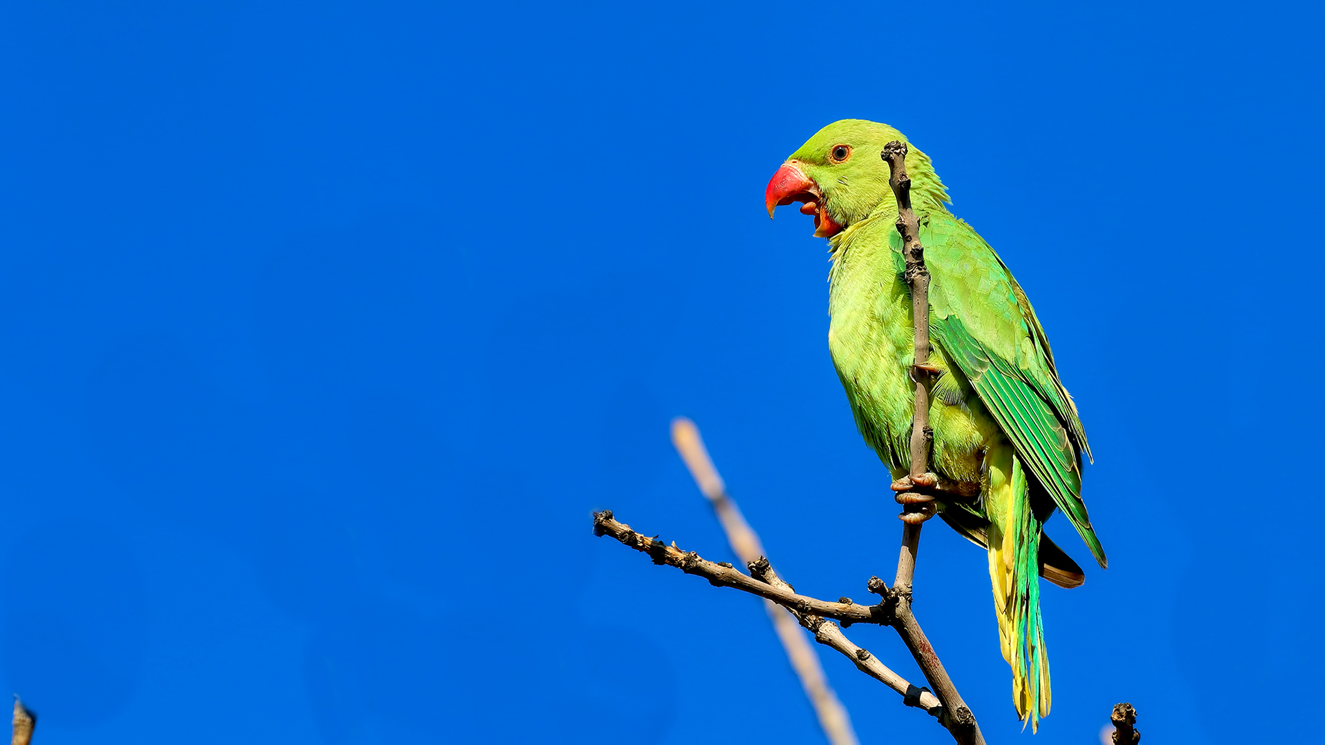 Rose-ringed Parakeet — Ana fotoğraf
