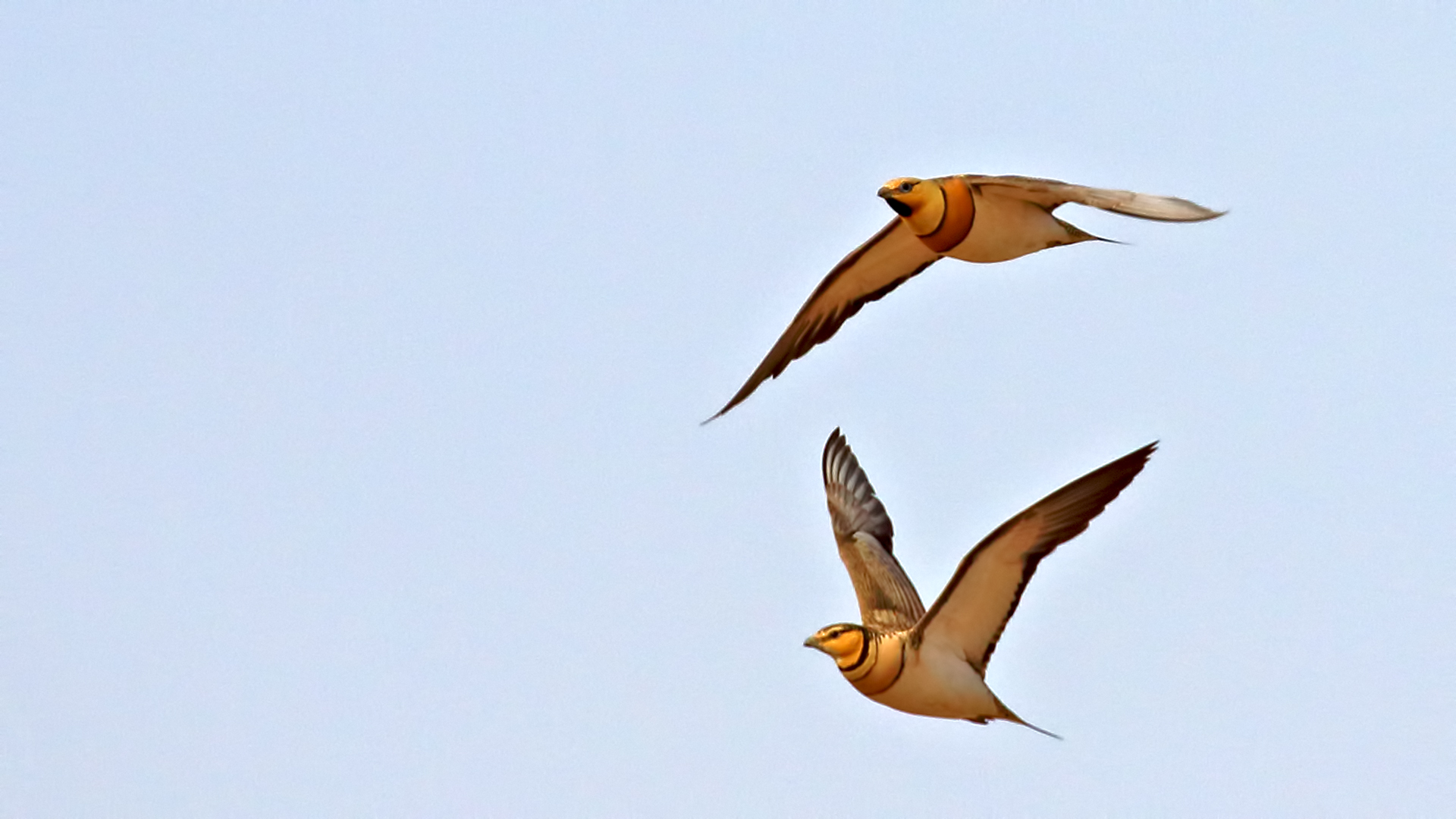 Pin-tailed Sandgrouse