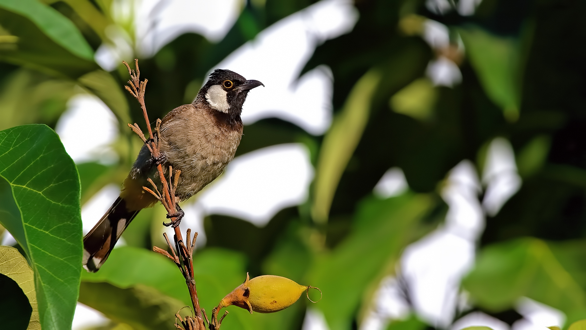 White-eared Bulbul