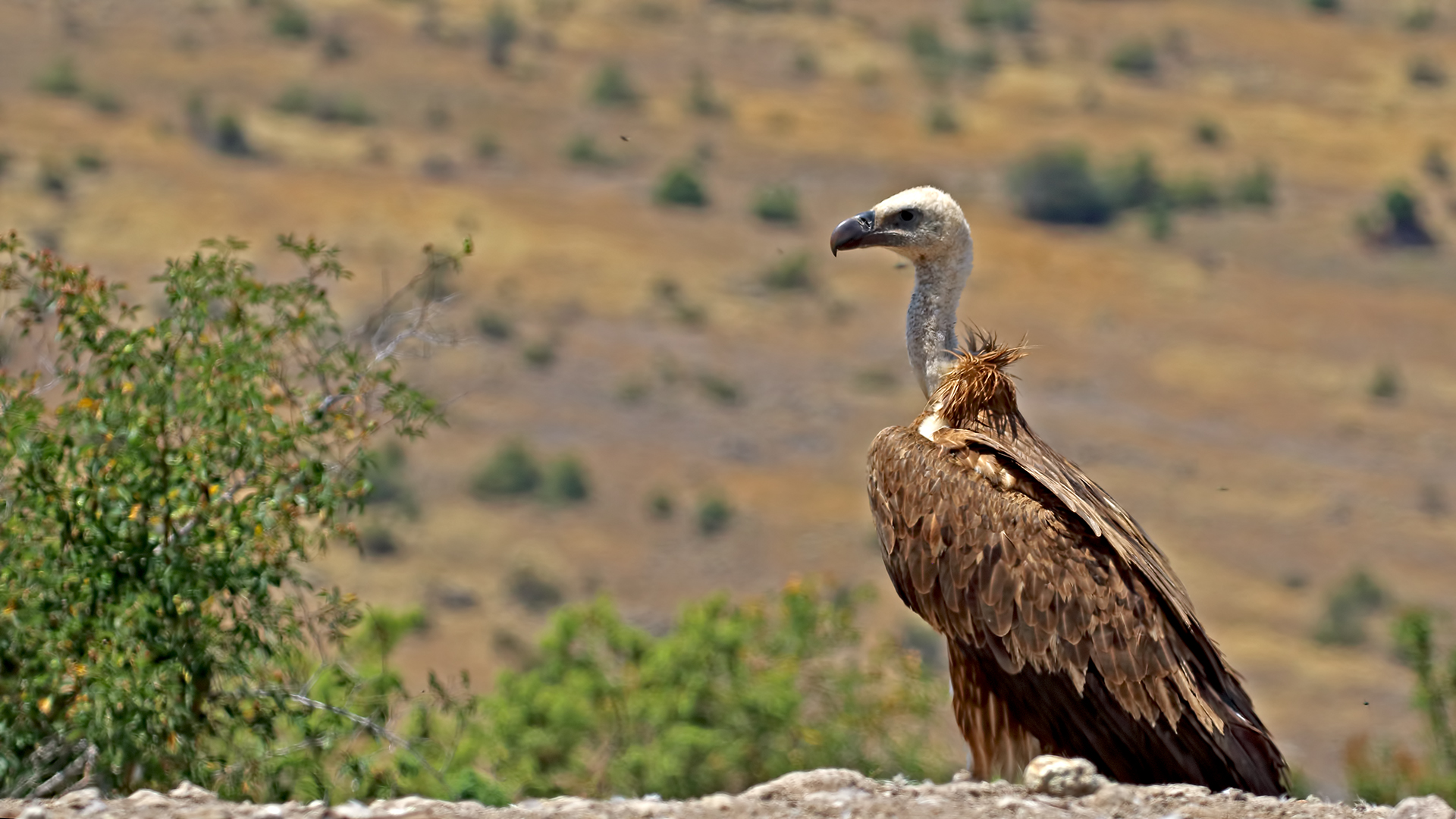 Eurasian Griffon — Ana fotoğraf