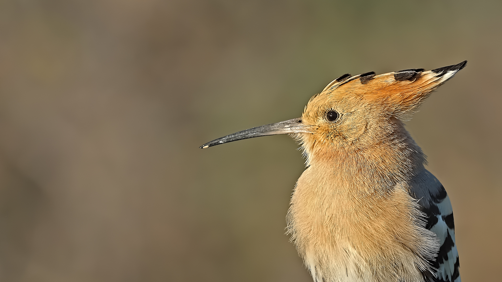 Eurasian Hoopoe — Ana fotoğraf