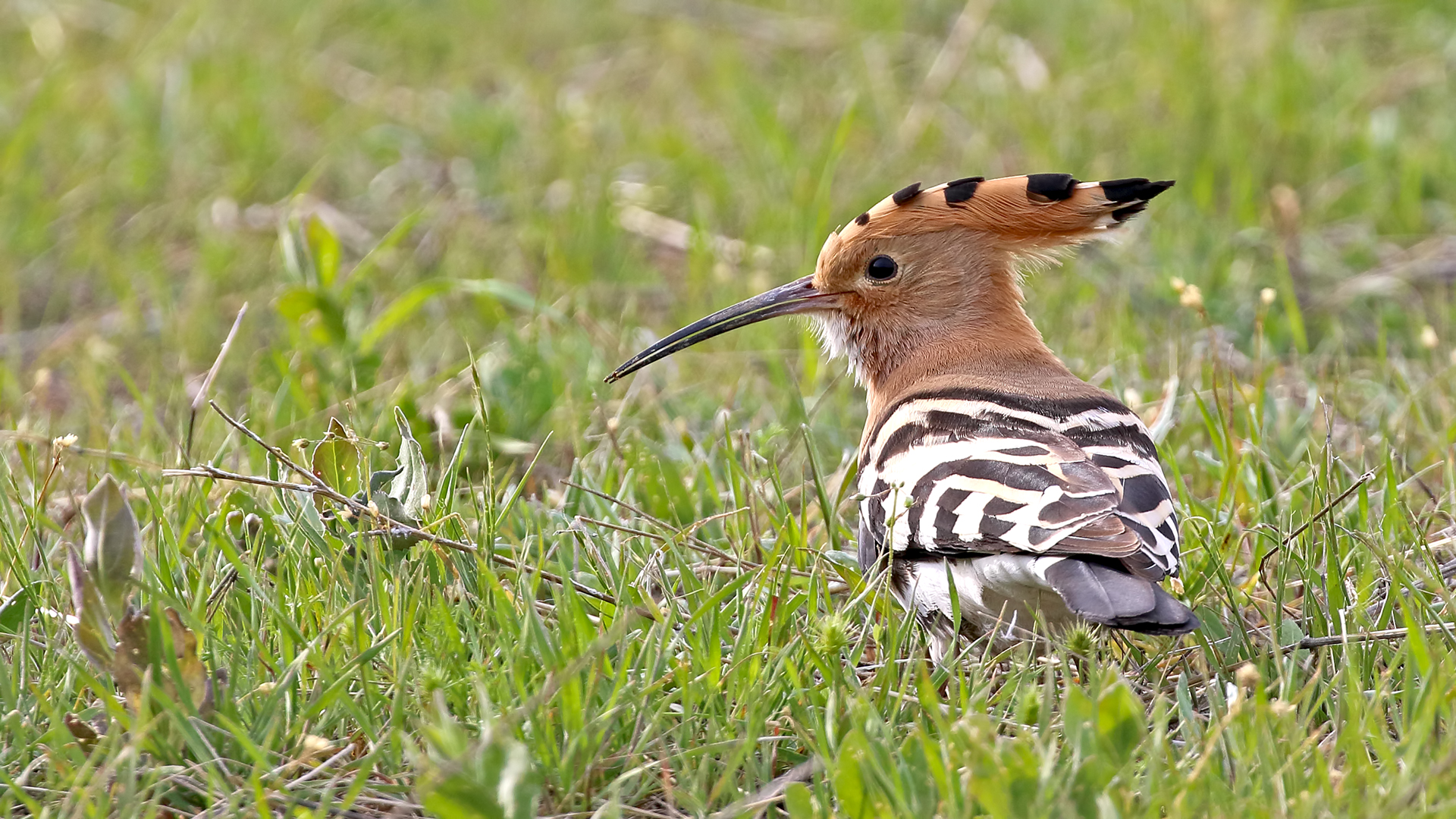 Eurasian Hoopoe — Ana fotoğraf