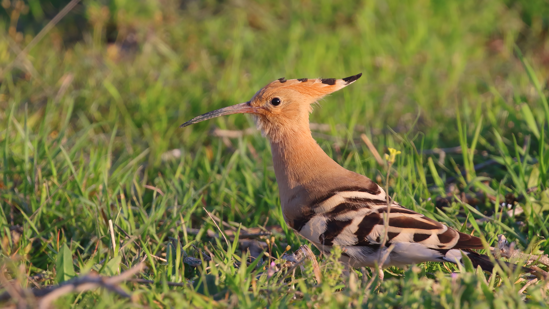 Eurasian Hoopoe