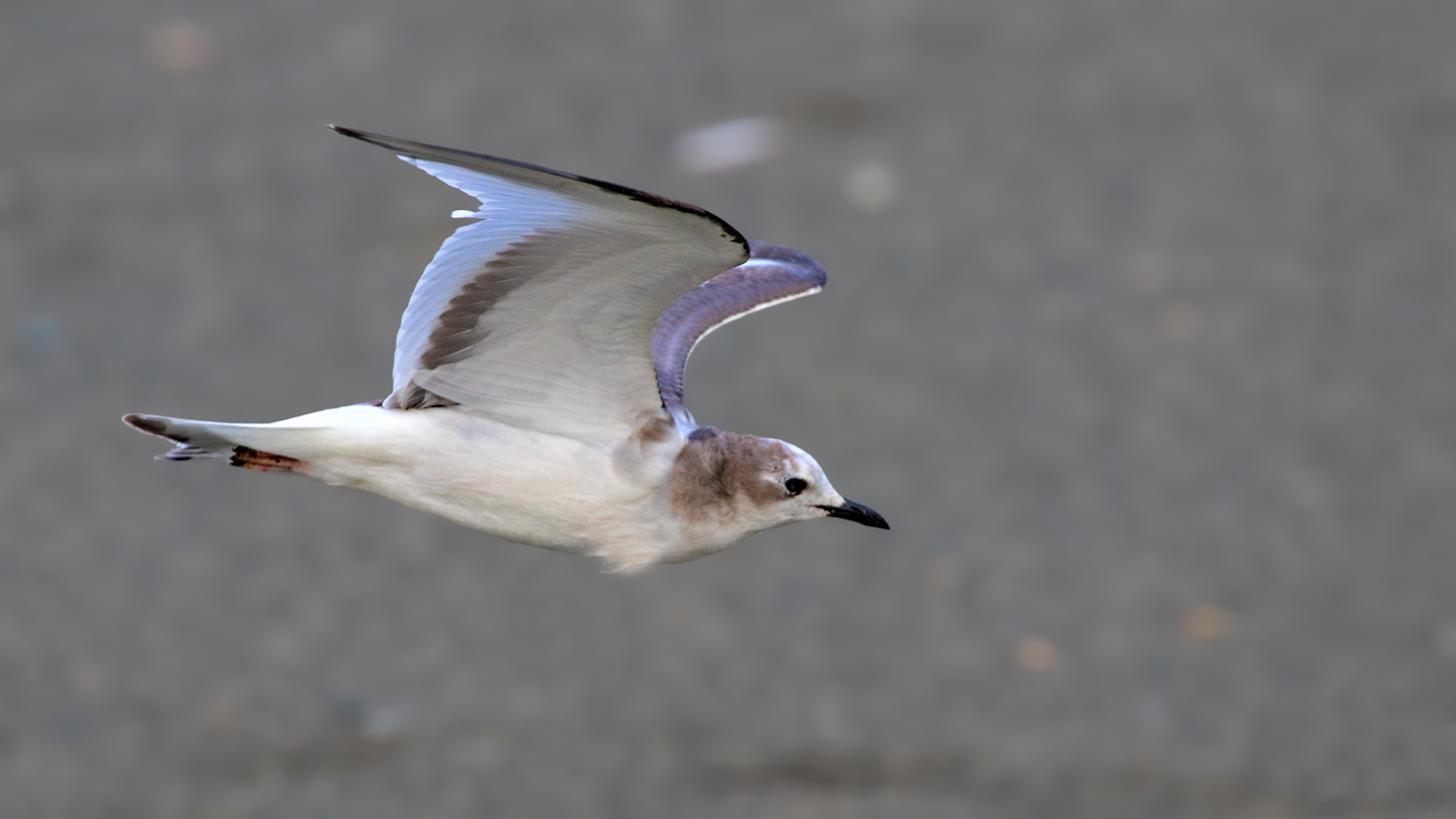 Sabine's Gull
