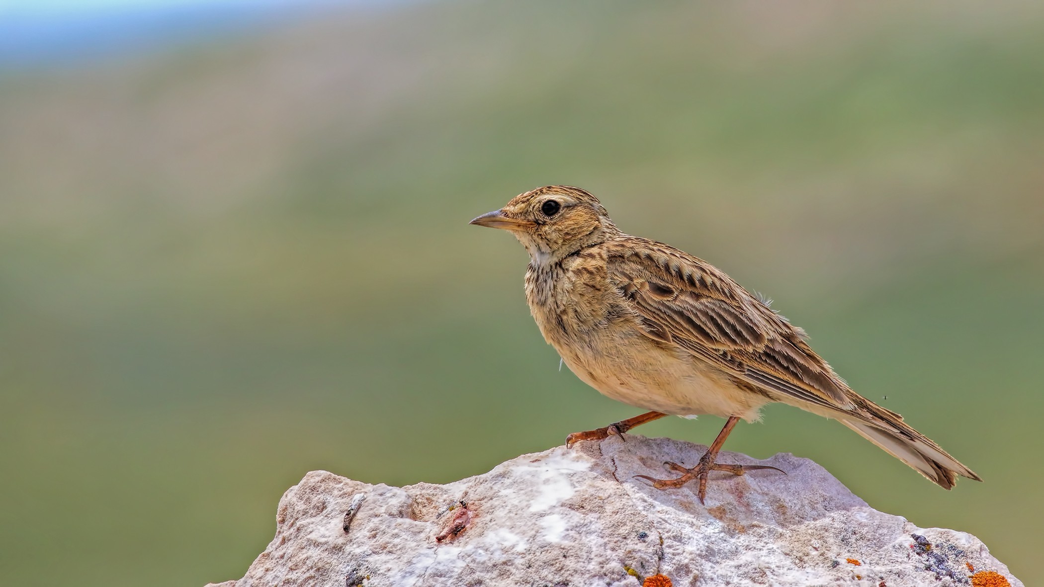 Eurasian Skylark
