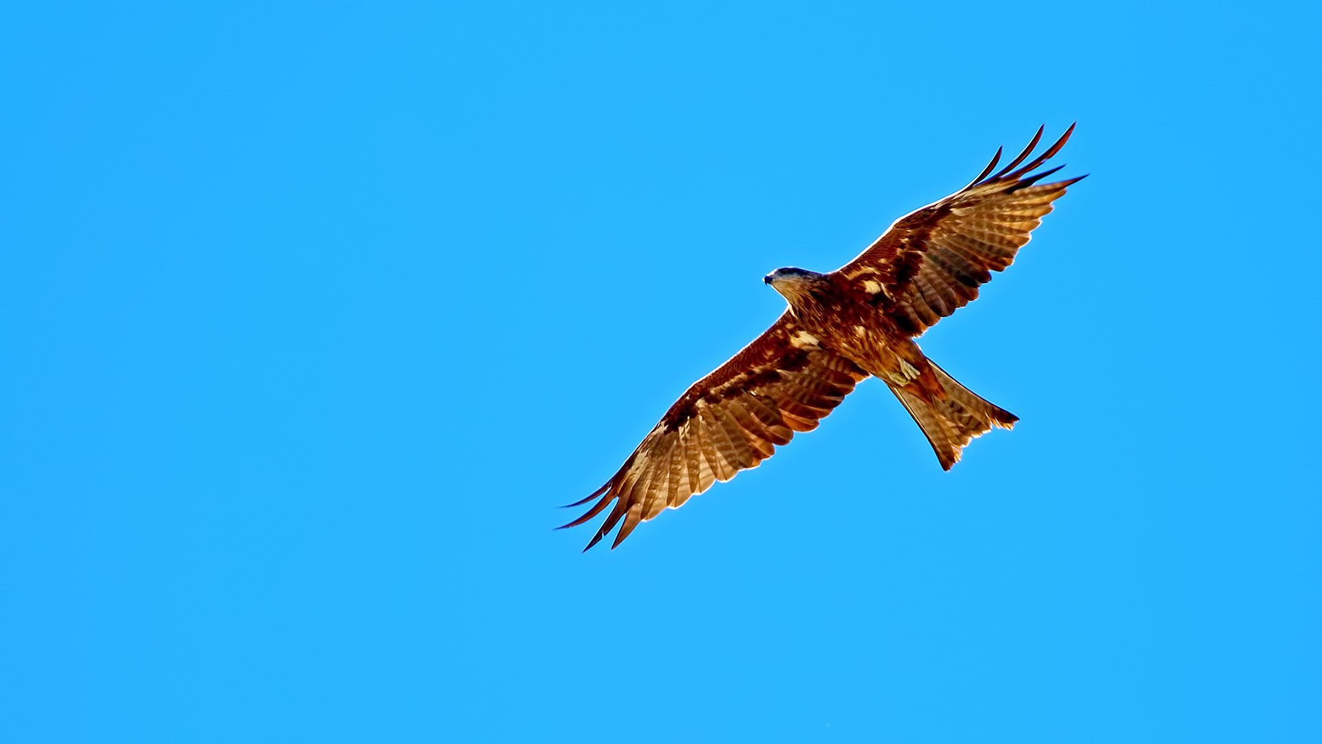 Long-legged Buzzard