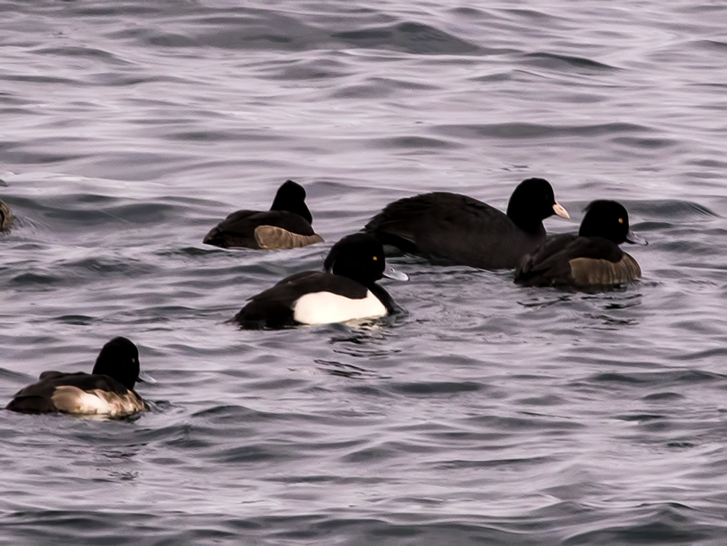 Tufted Duck