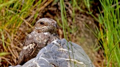Eurasian Nightjar
