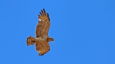 Yılan kartalı