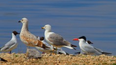Caspian Tern