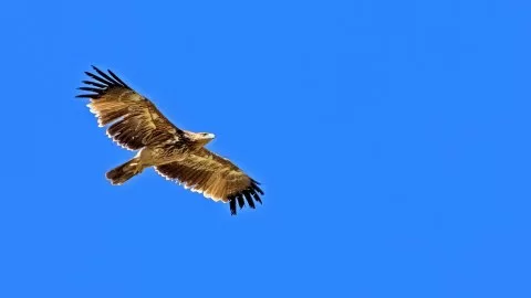 Şah kartal