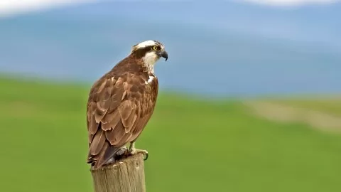 Balık kartalı
