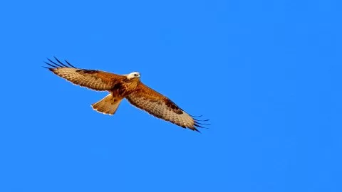 Kızıl Şahin