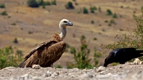 Kızıl akbaba