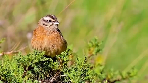 Kaya kirazkuşu