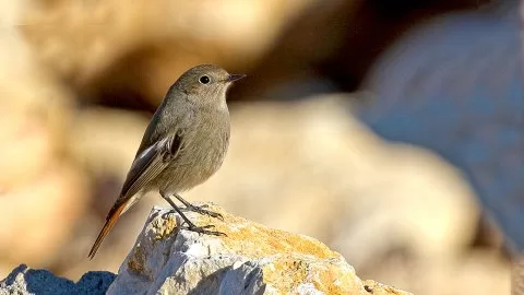 Kara kızılkuyruk