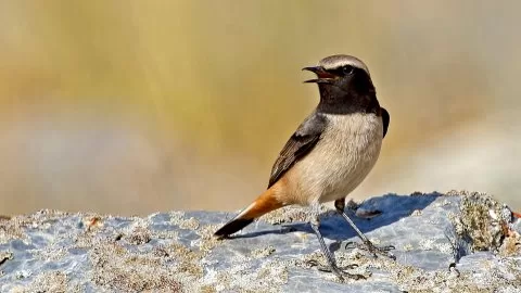 Kızılca kuyrukkakan