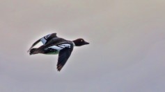 Common Goldeneye