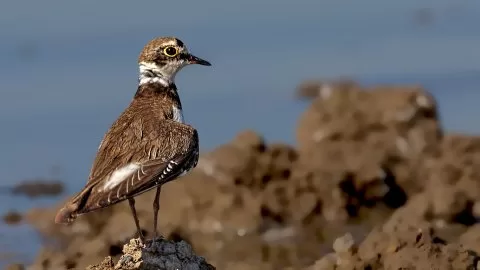 Halkalı küçük cılıbıt