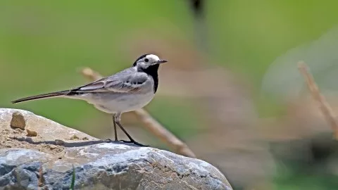 Ak kuyruksallayan