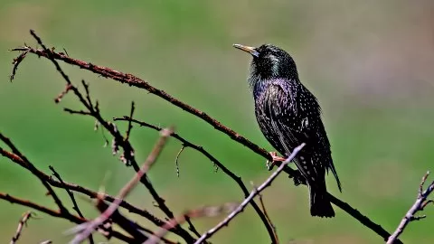 Sığırcık
