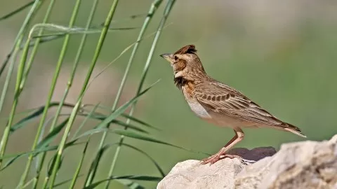 Küçük boğmaklı toygar