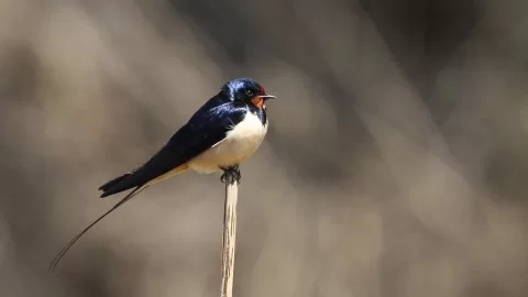 Kır kırlangıcı