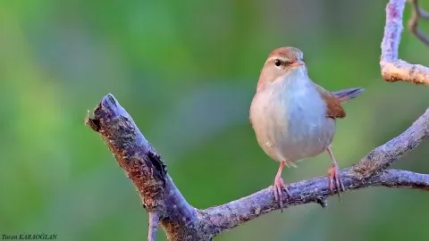 Kamışbülbülü