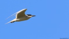 Gull-billed Tern
