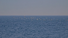 Yelkovan